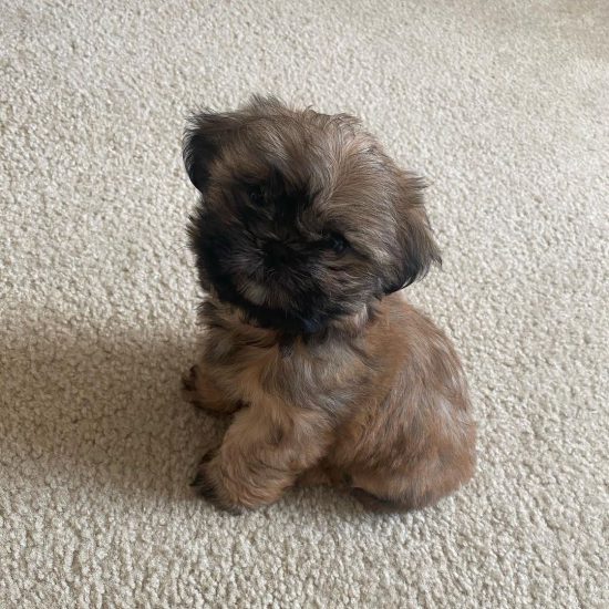 Bently (female) Bently (female)